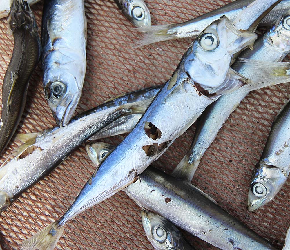 臭肉魚乾