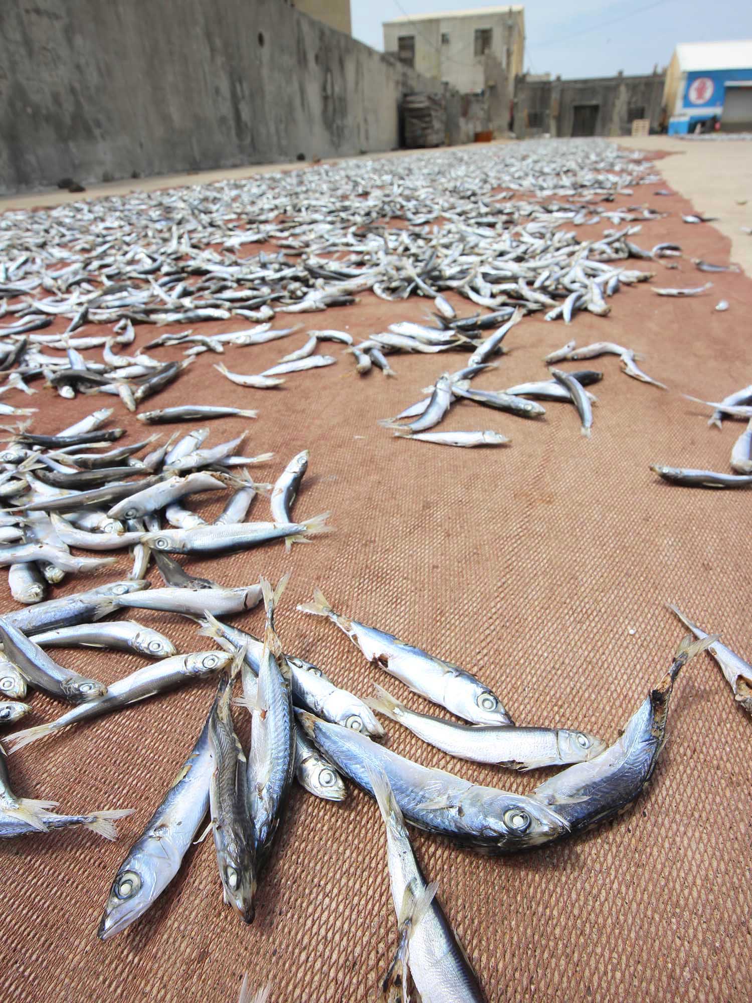 漁工新村臭肉魚加工