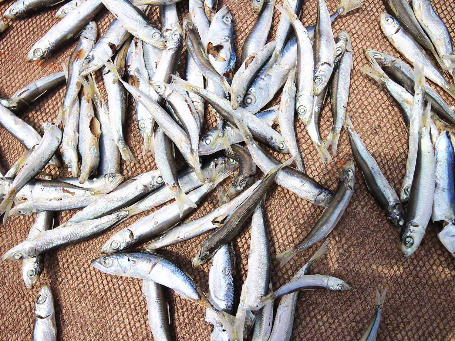 漁工新村臭肉魚加工