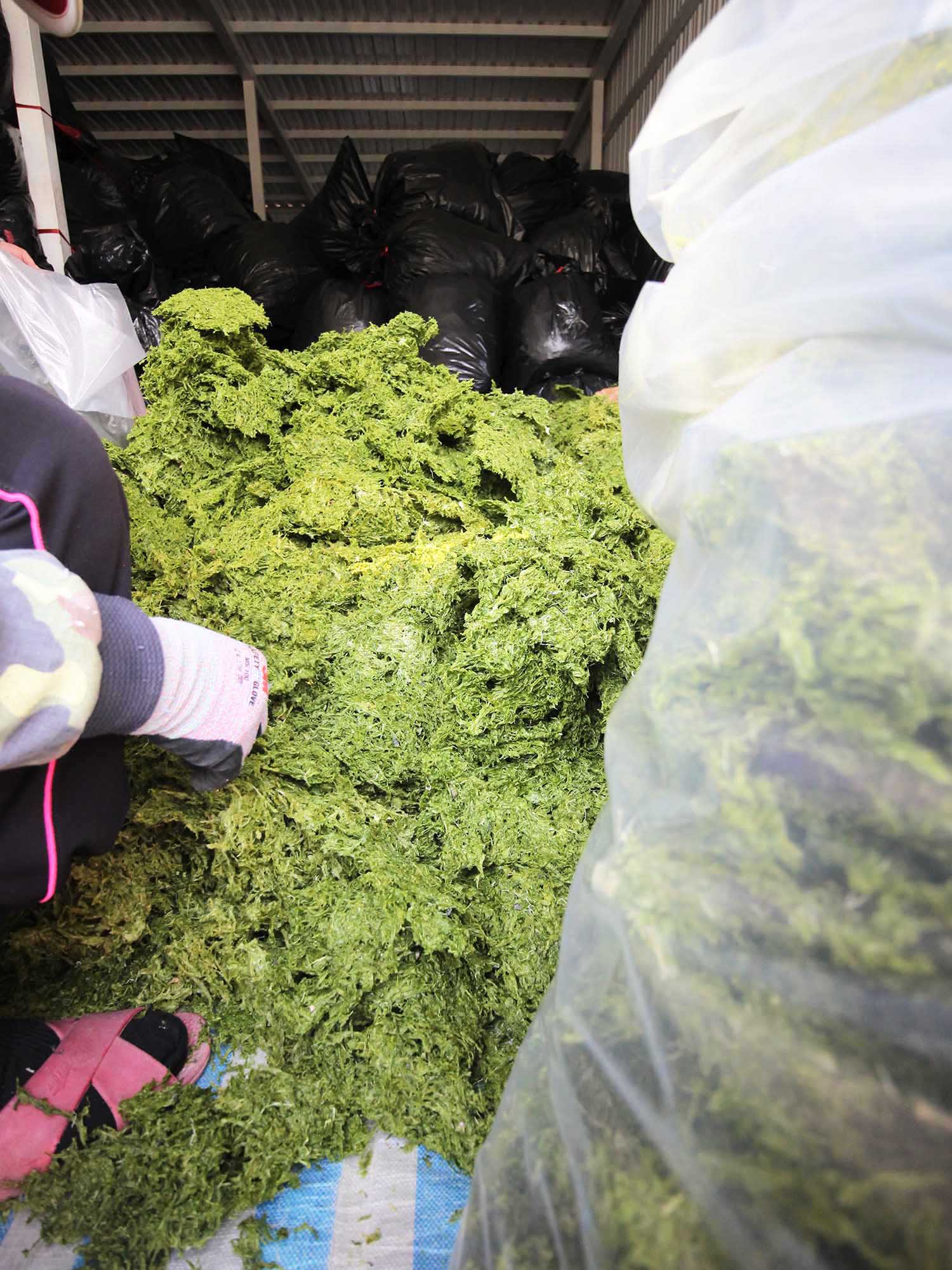 海菜乾龍門海菜乾包裝