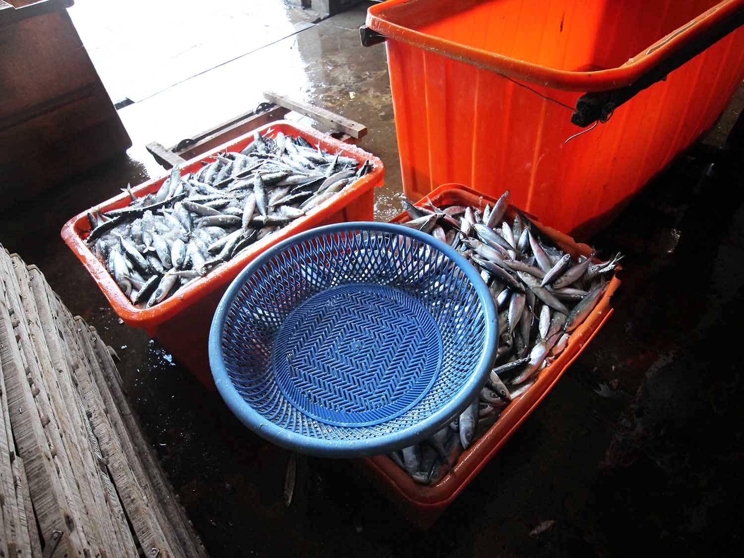 臭肉魚加工嵵裡里漁工新村〇號