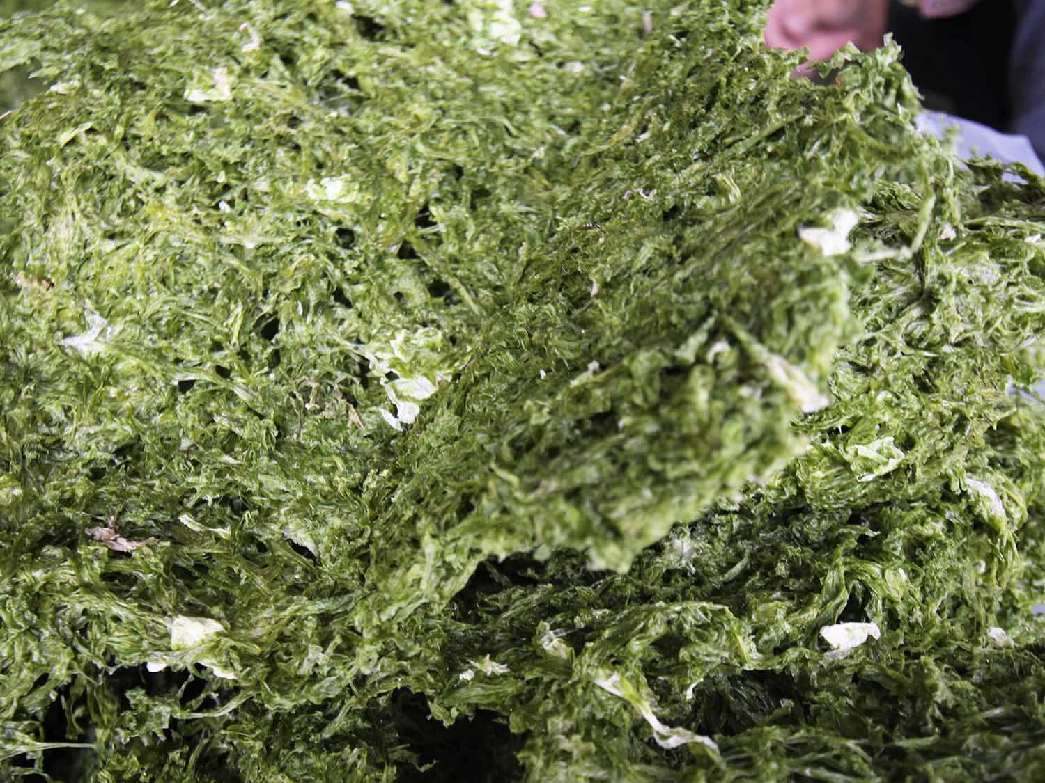 海菜乾龍門海菜乾包裝