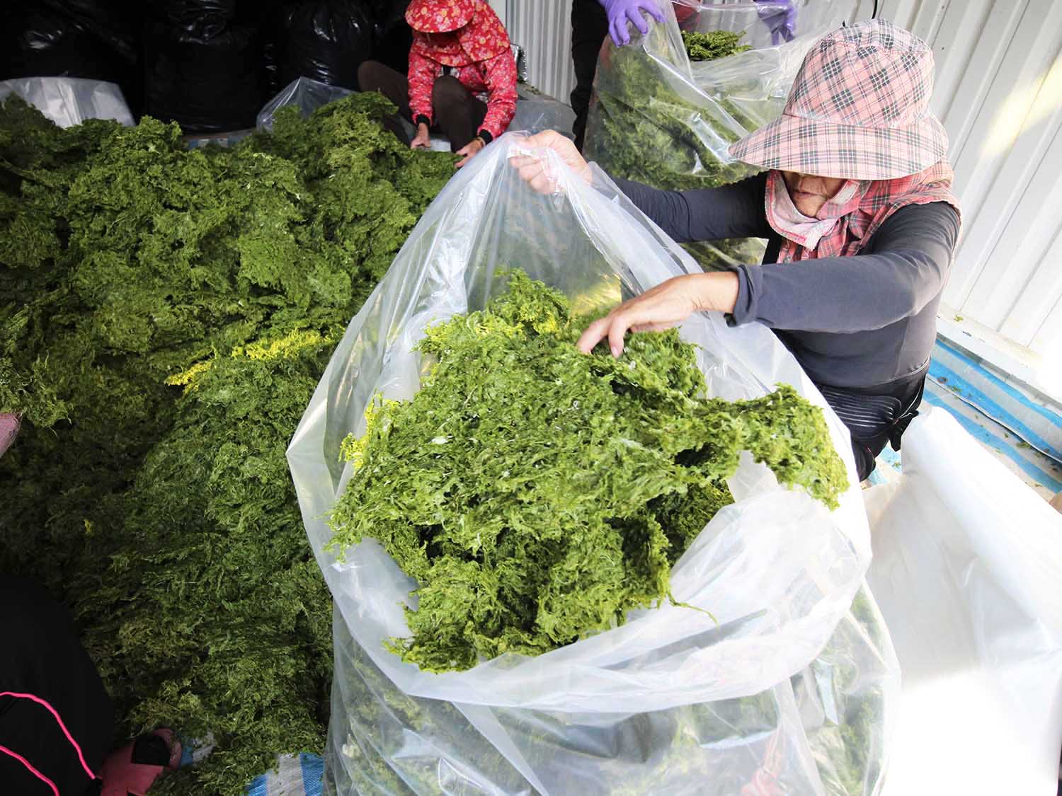 海菜乾龍門海菜乾包裝