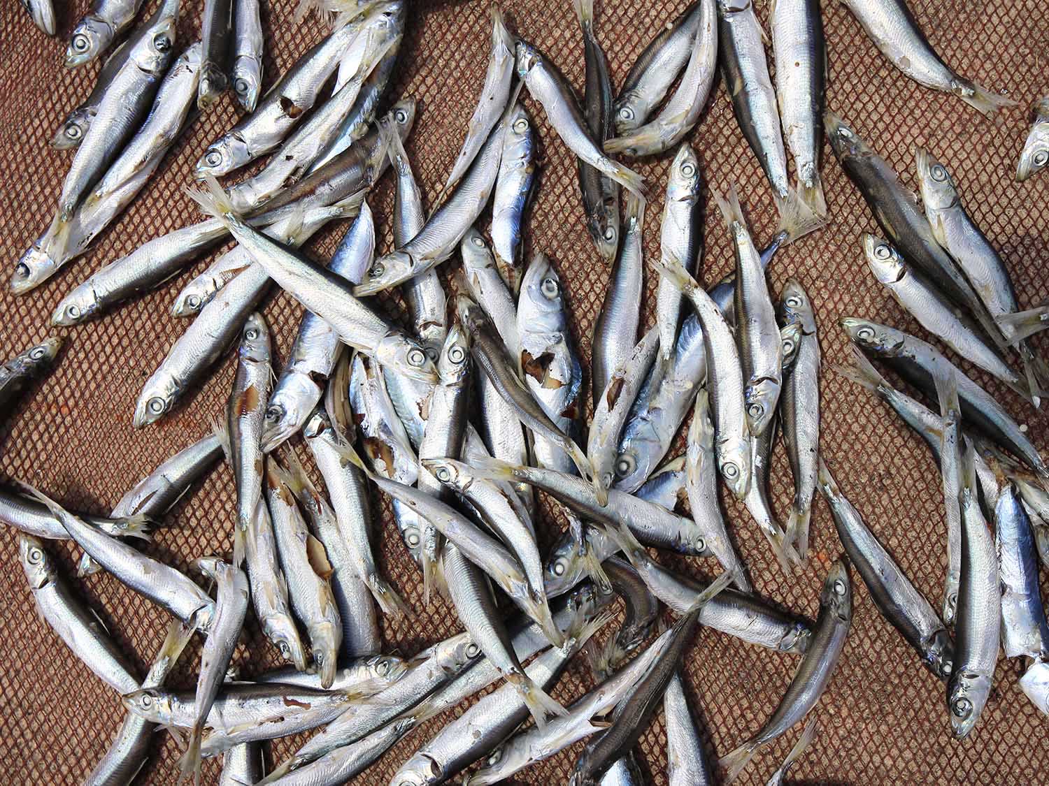 漁工新村臭肉魚加工