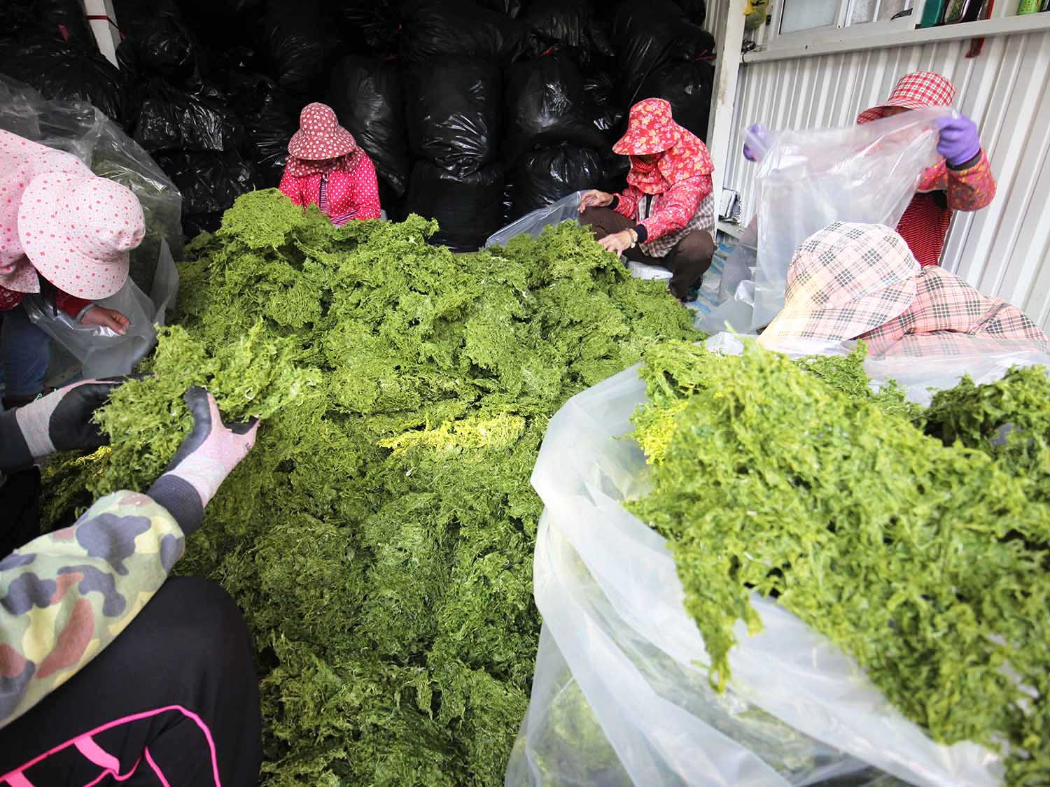 海菜乾龍門海菜乾包裝