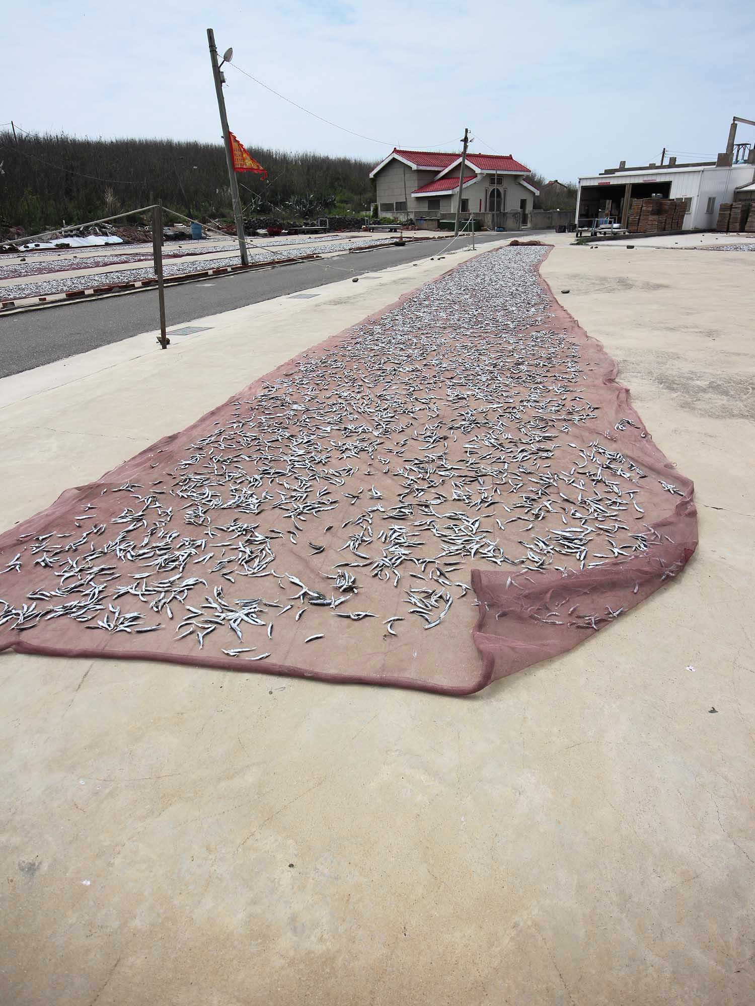 漁工新村臭肉魚加工