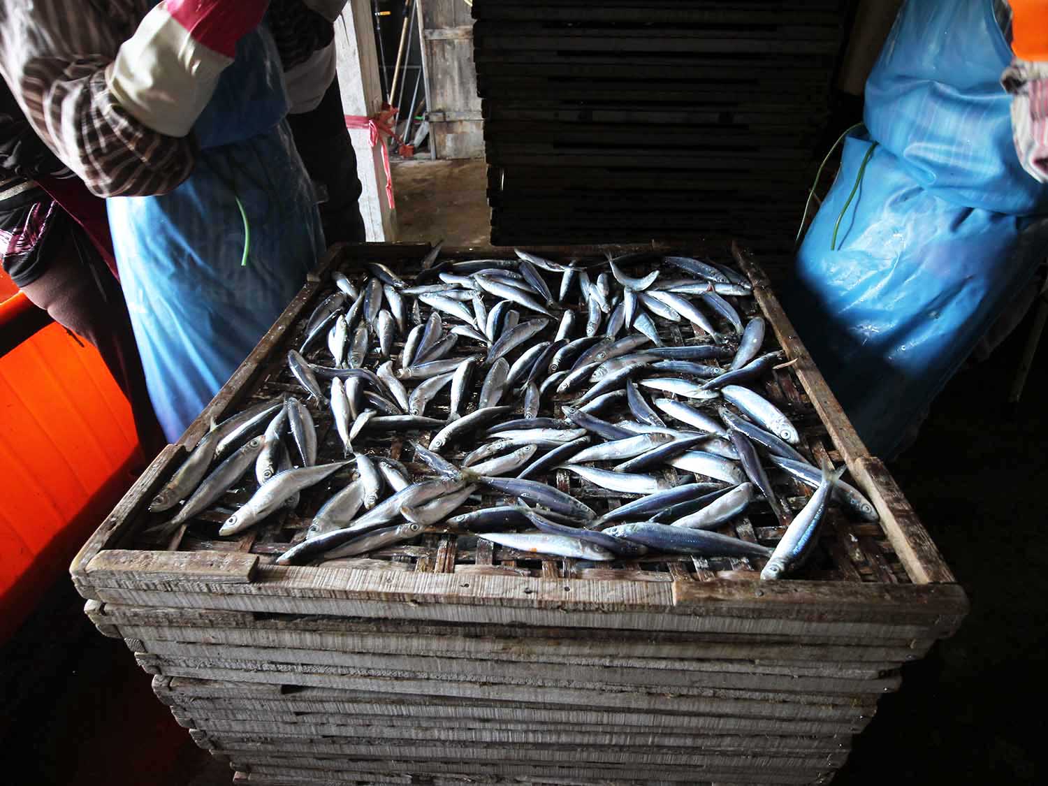 臭肉魚加工嵵裡里漁工新村〇號