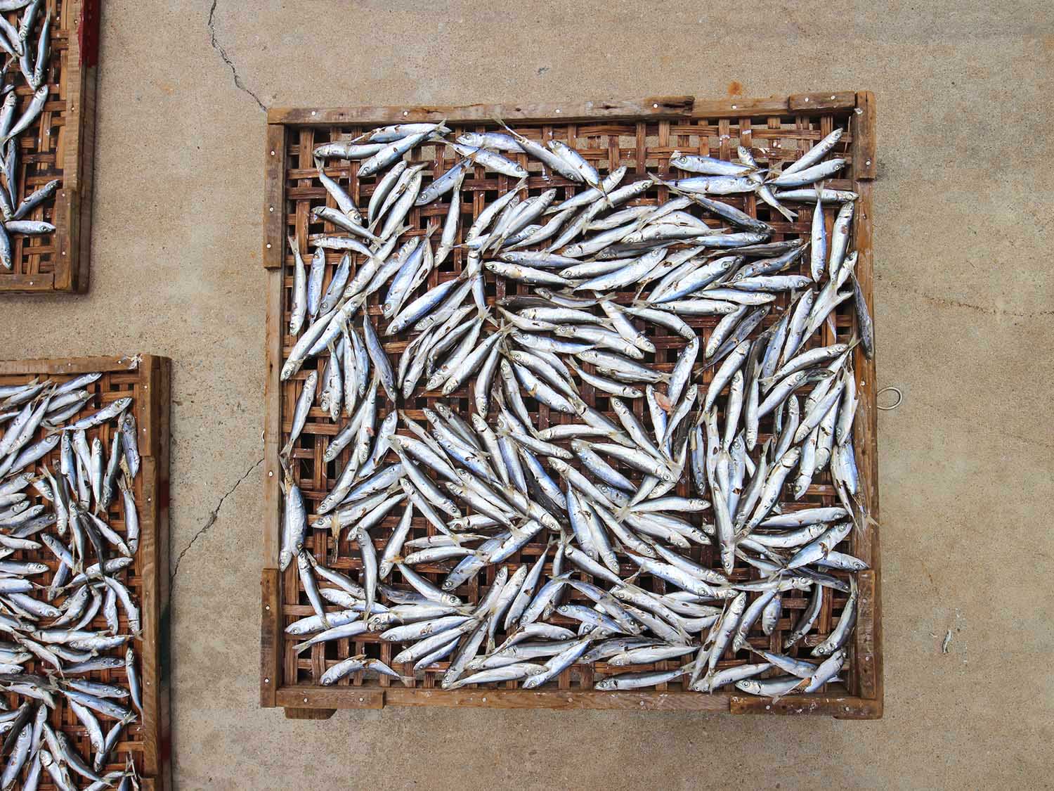 漁工新村臭肉魚加工