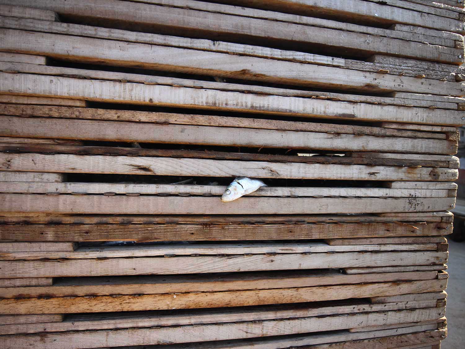 臭肉魚加工嵵裡里漁工新村〇號