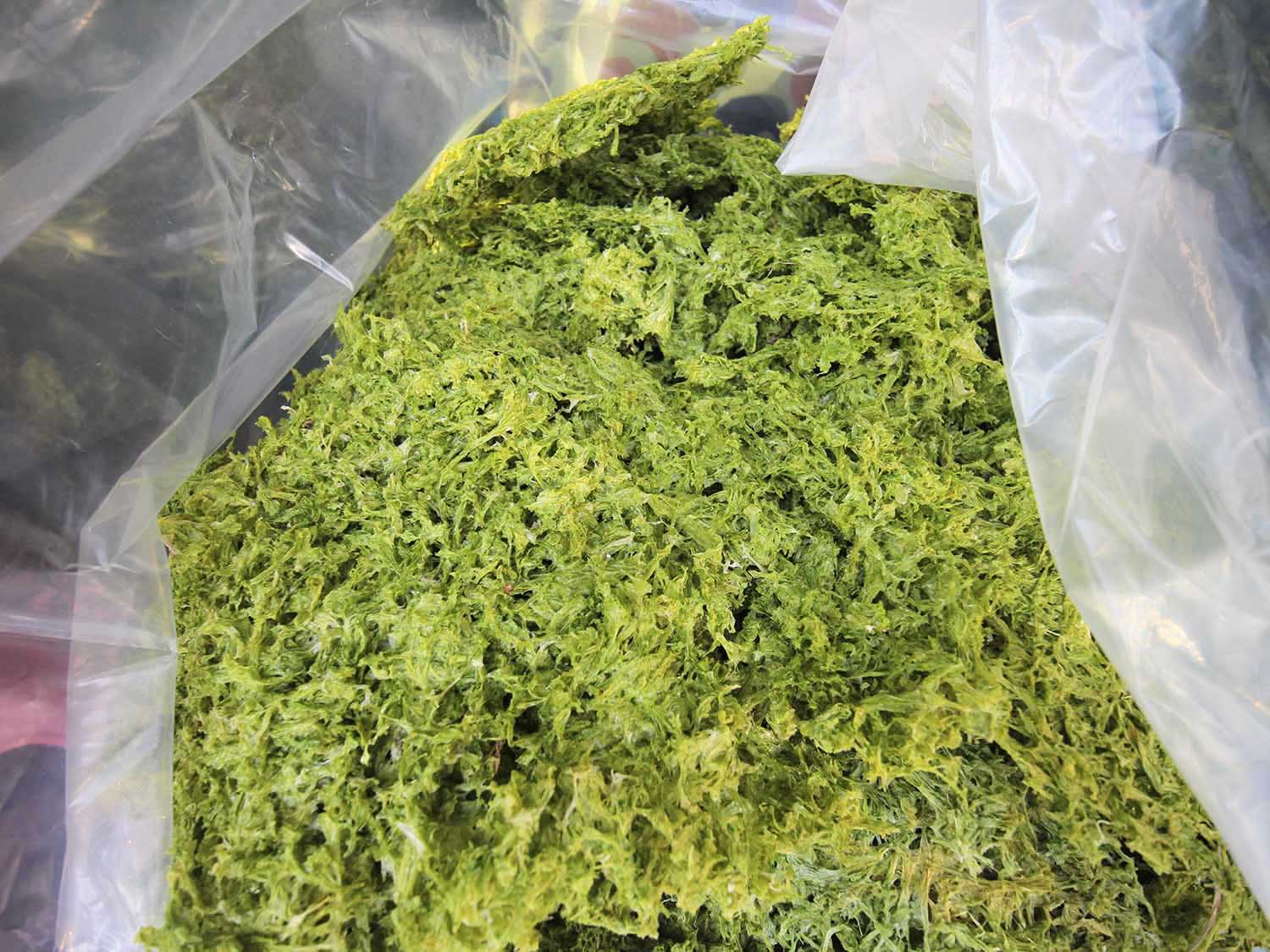 海菜乾龍門海菜乾包裝