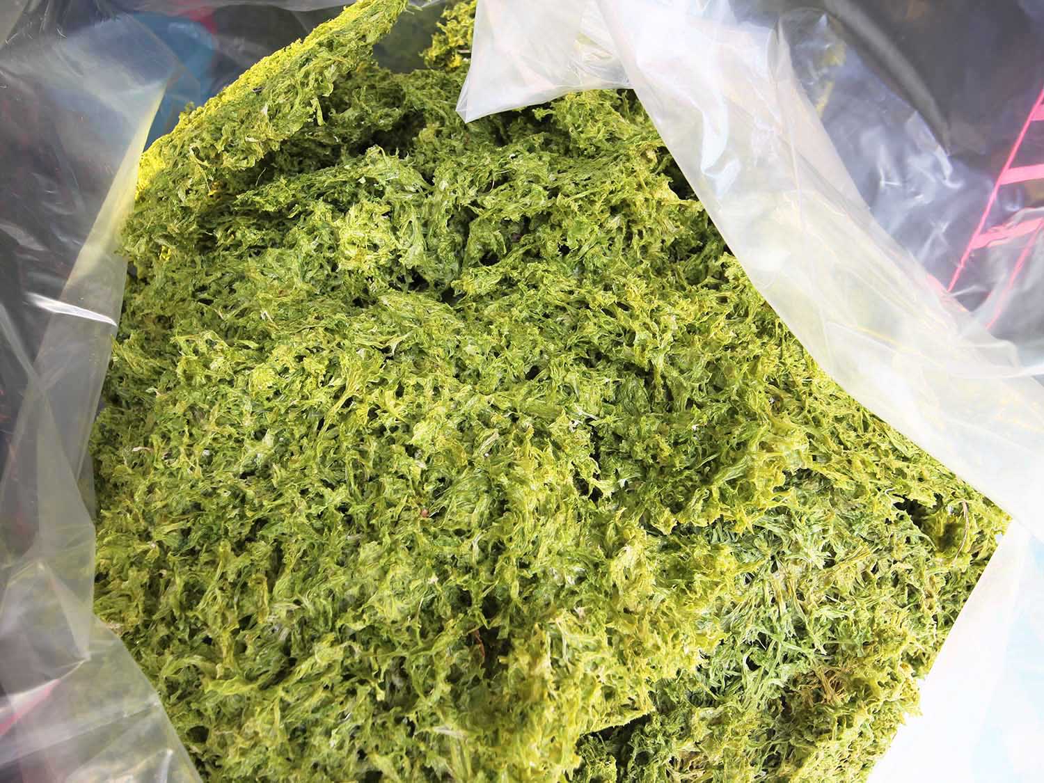 海菜乾龍門海菜乾包裝