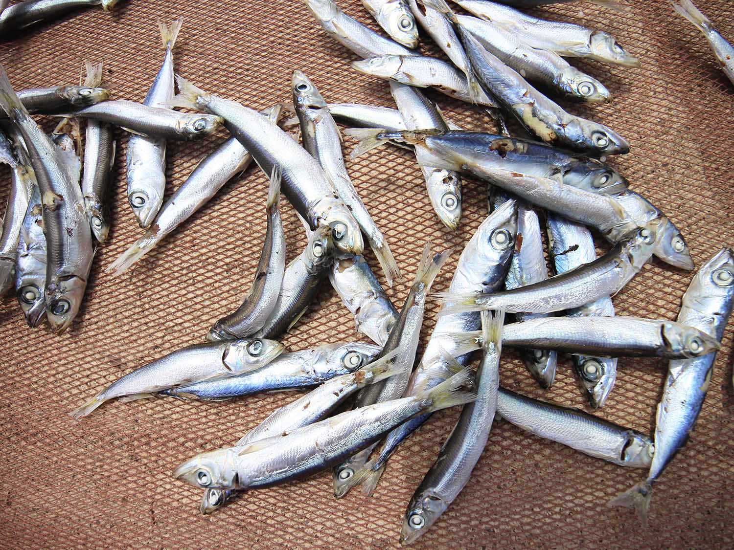 漁工新村臭肉魚加工