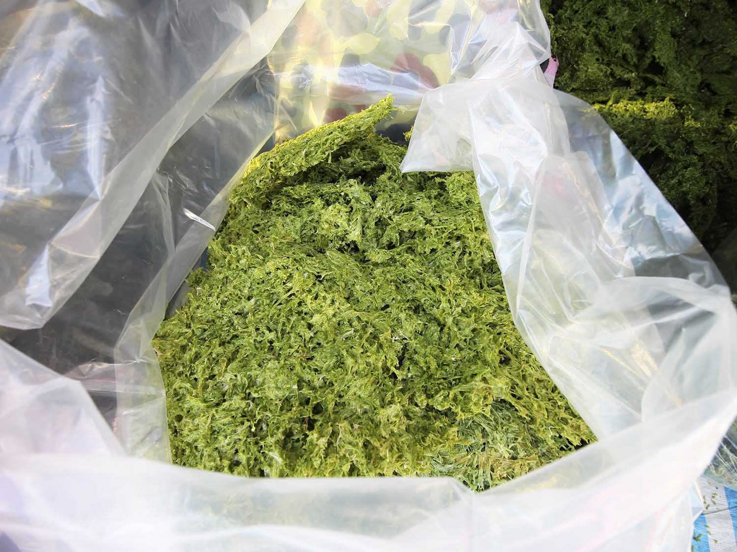 海菜乾龍門海菜乾包裝