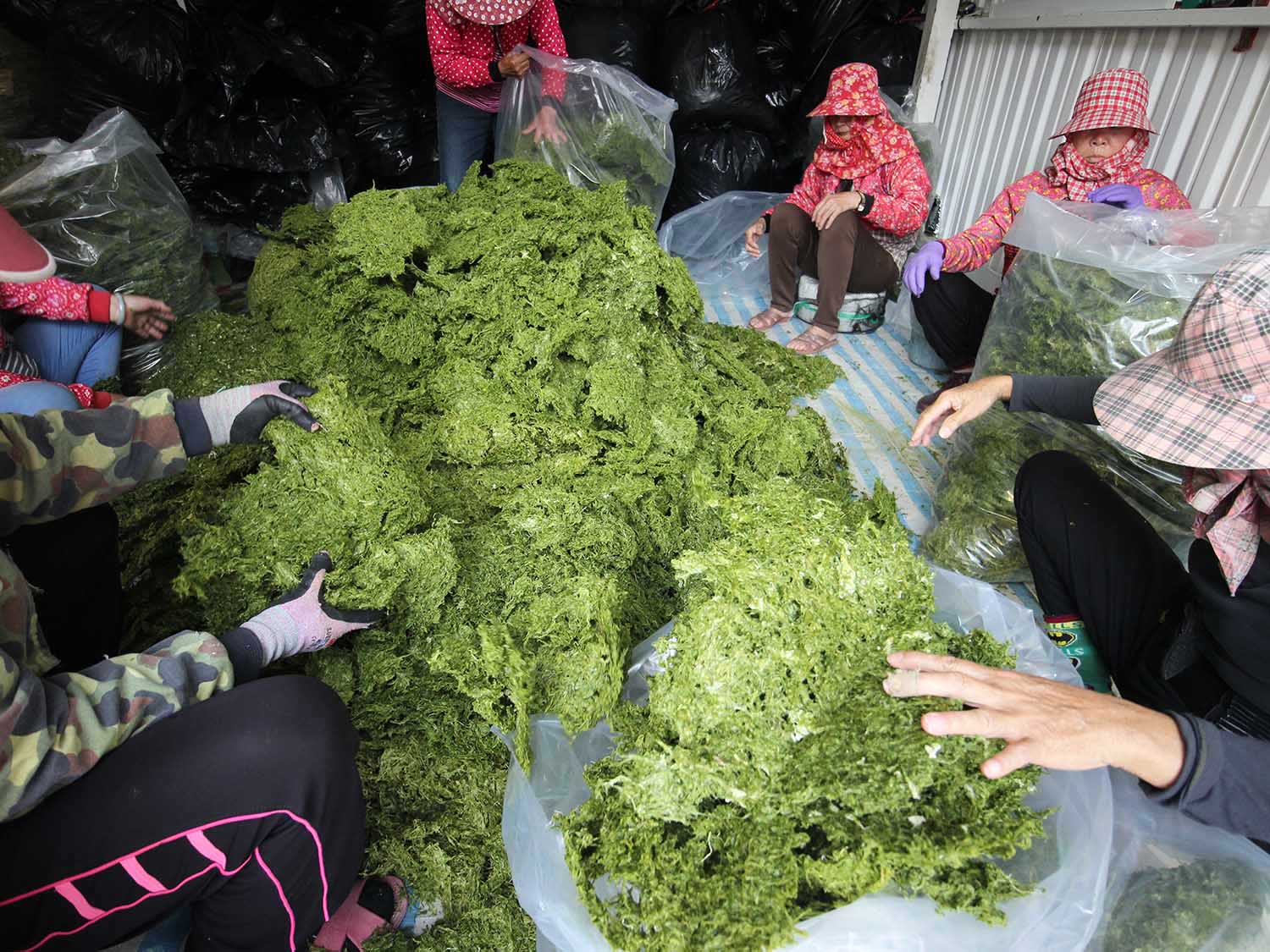 海菜乾龍門海菜乾包裝