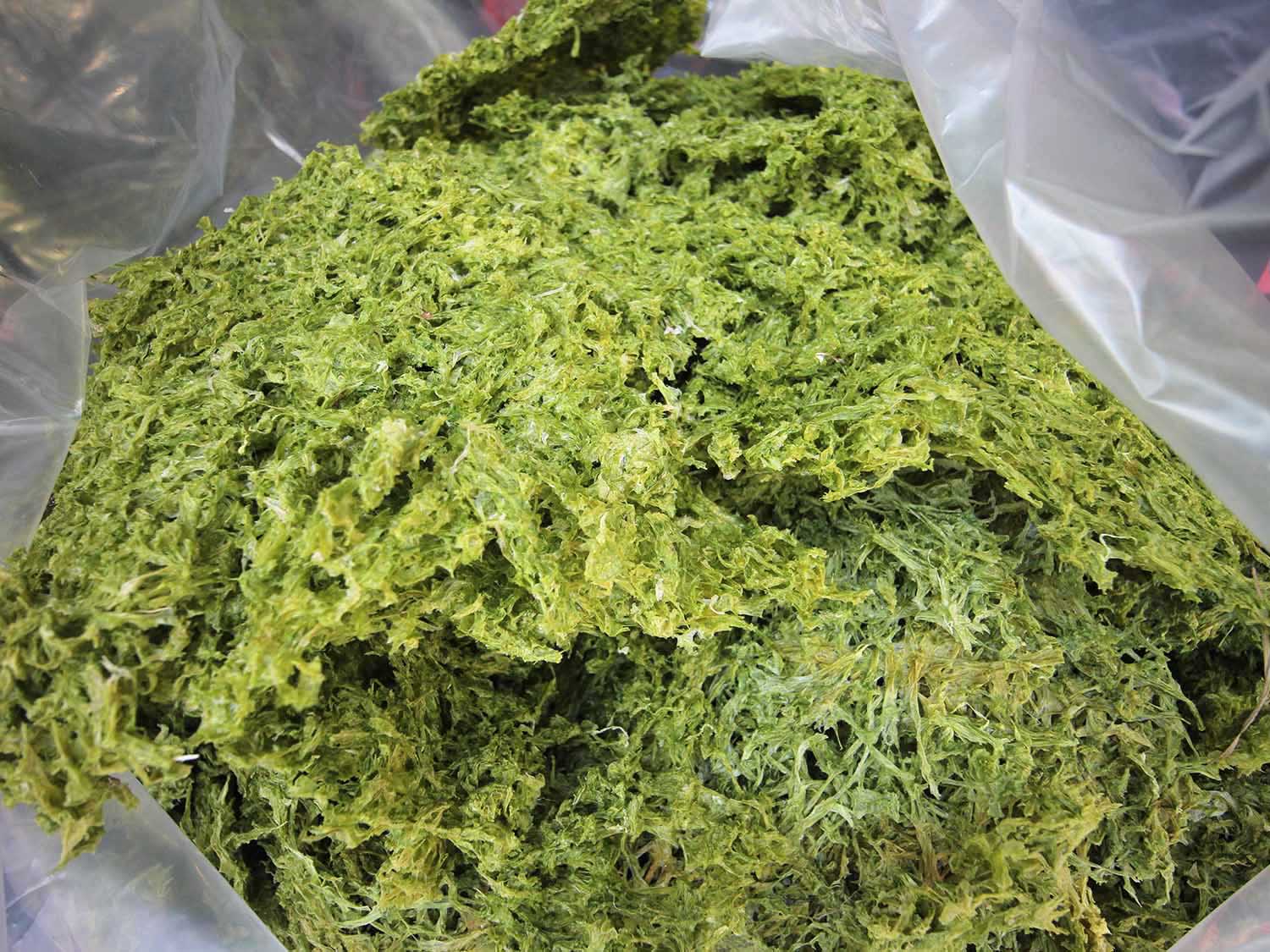 海菜乾龍門海菜乾包裝