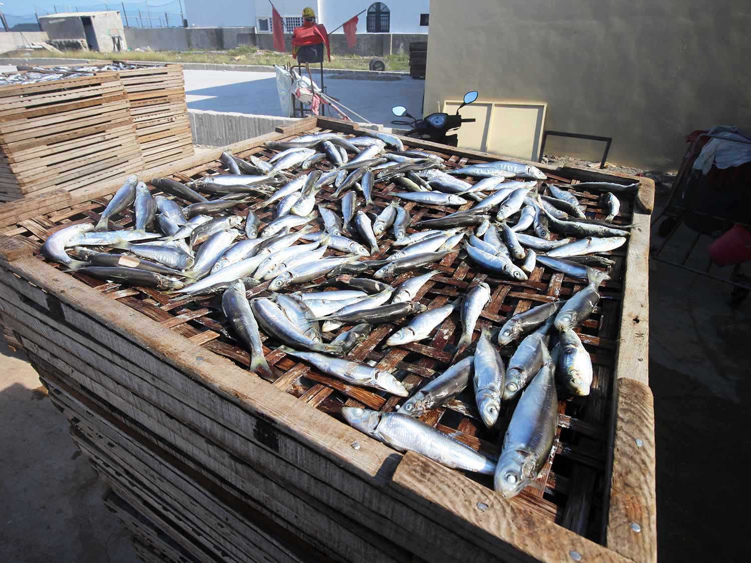 臭肉魚加工嵵裡里漁工新村〇號