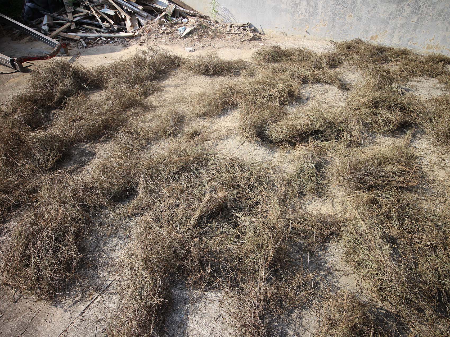 西溪村風茹草曝曬
