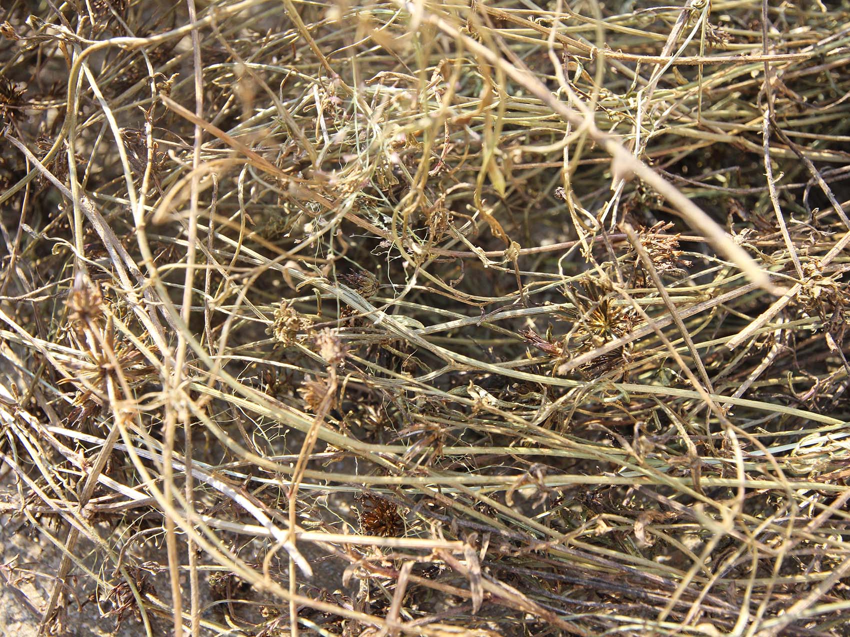 西溪村風茹草曝曬