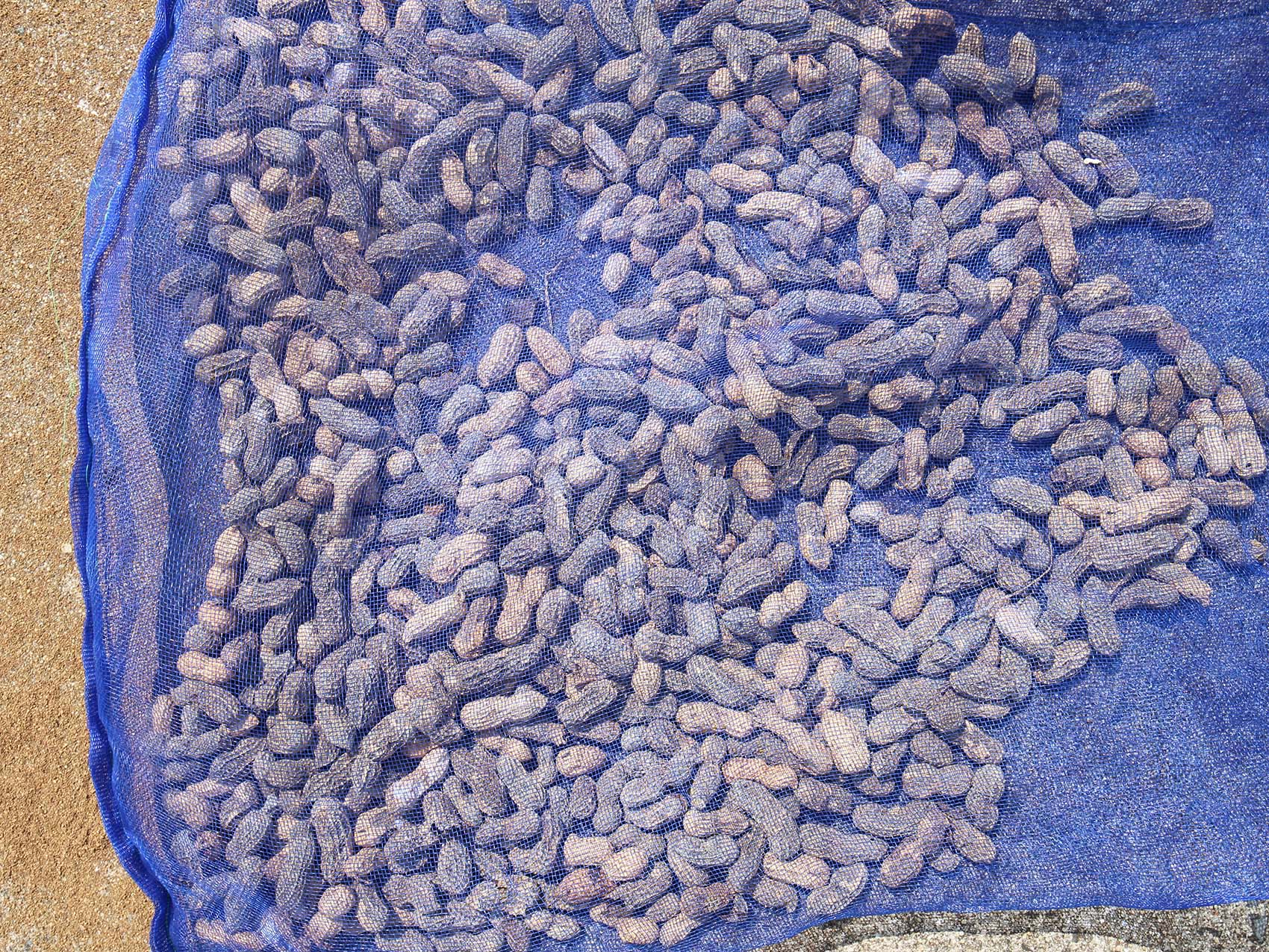 曬土豆（曬花生）