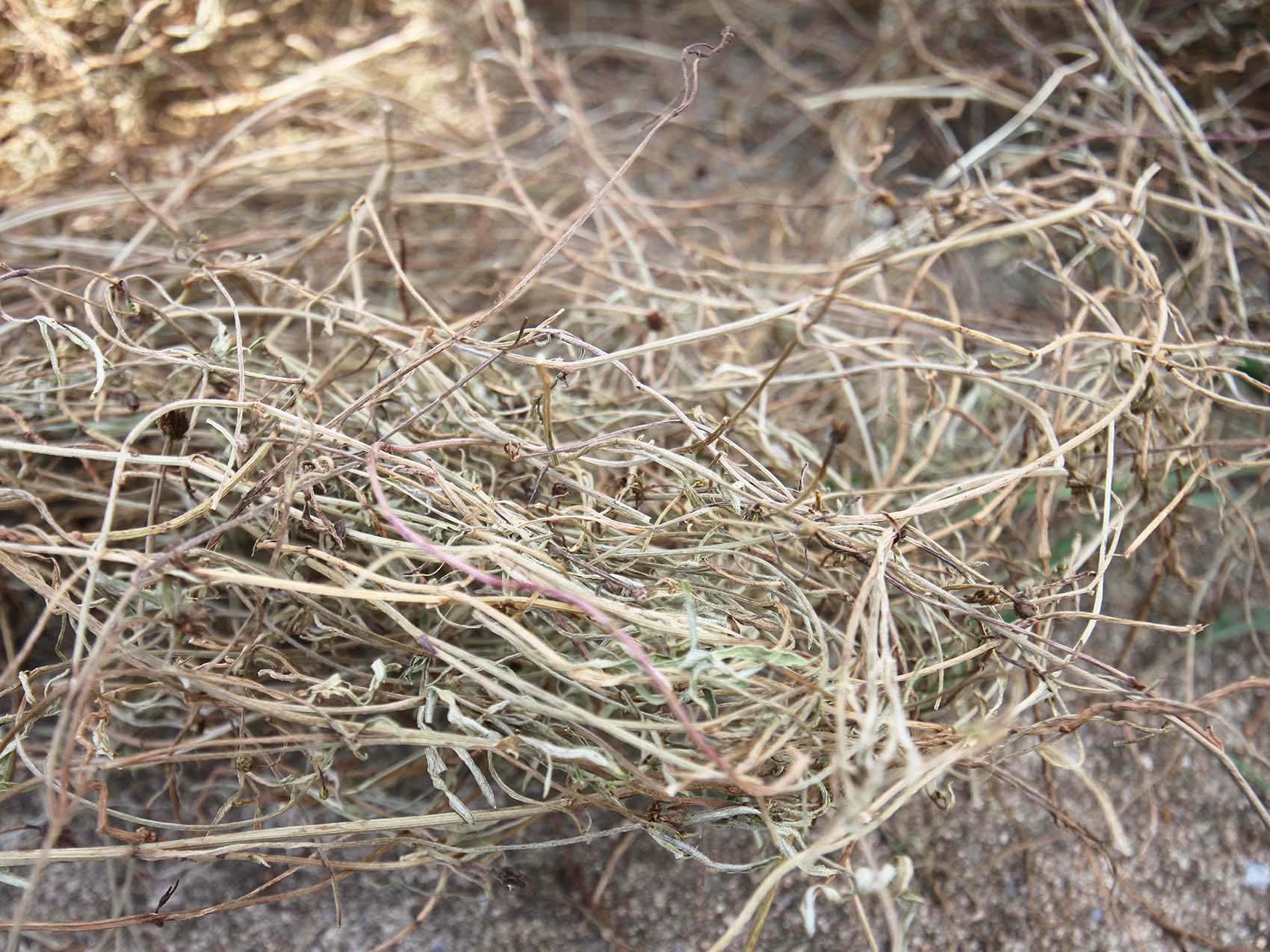 太武村風茹草曝曬2019年9月7日拍攝