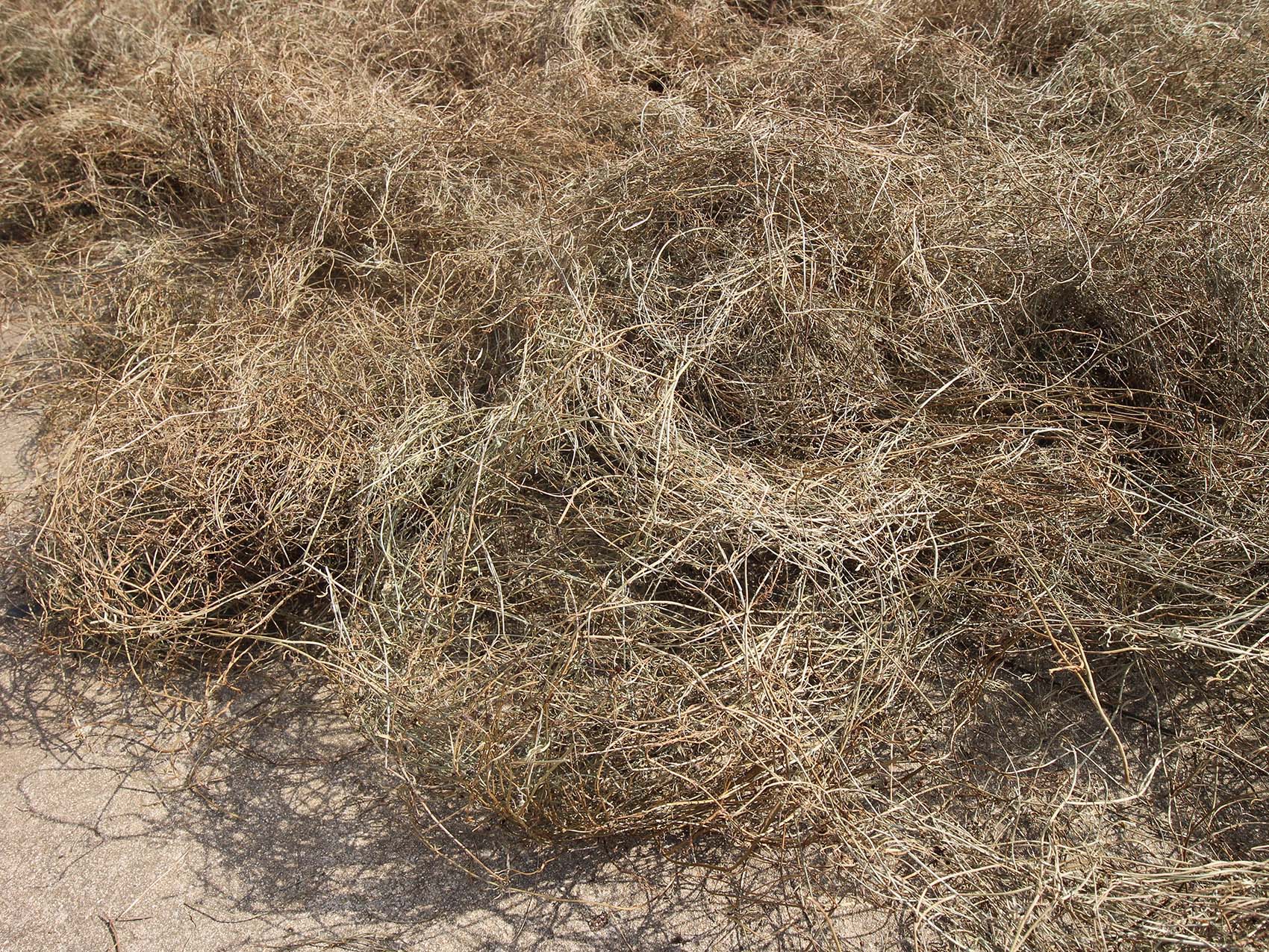 太武村風茹草曝曬2019年9月7日拍攝