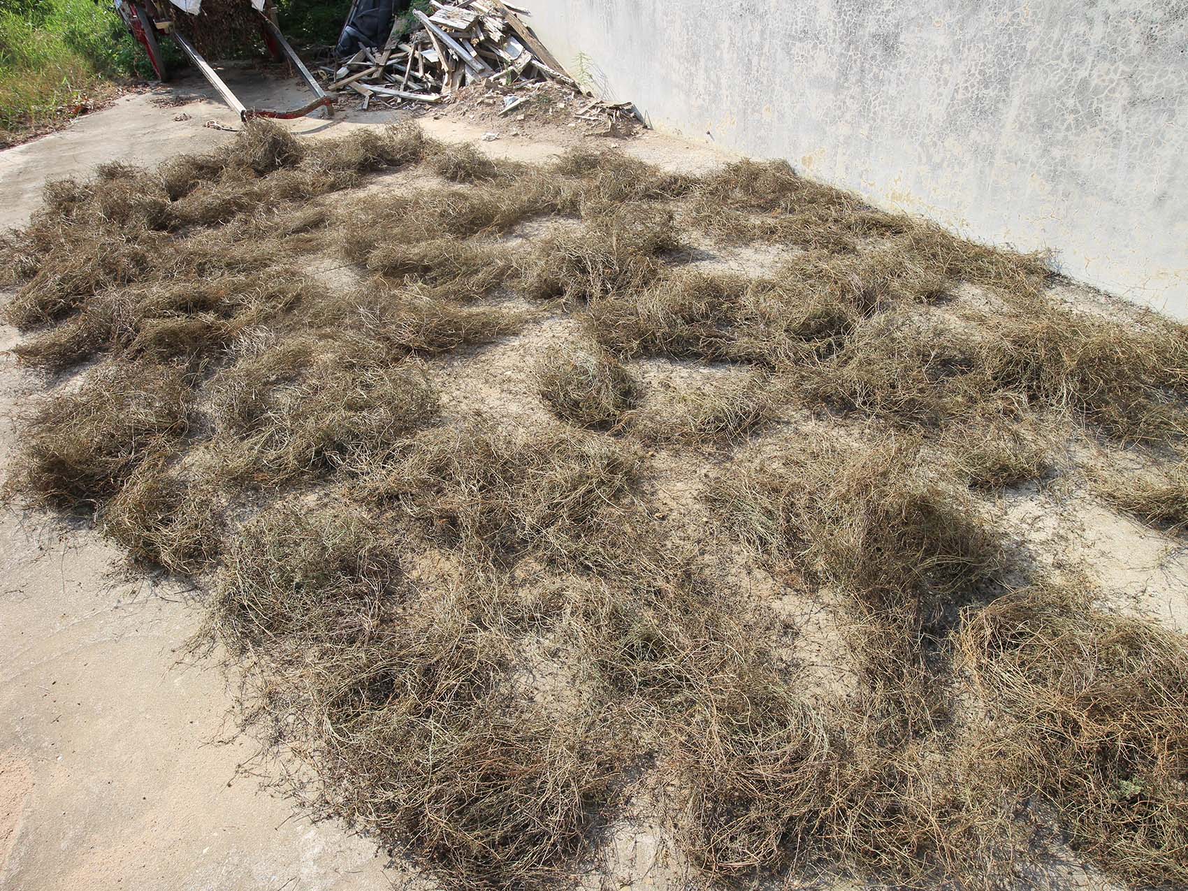 西溪村風茹草曝曬