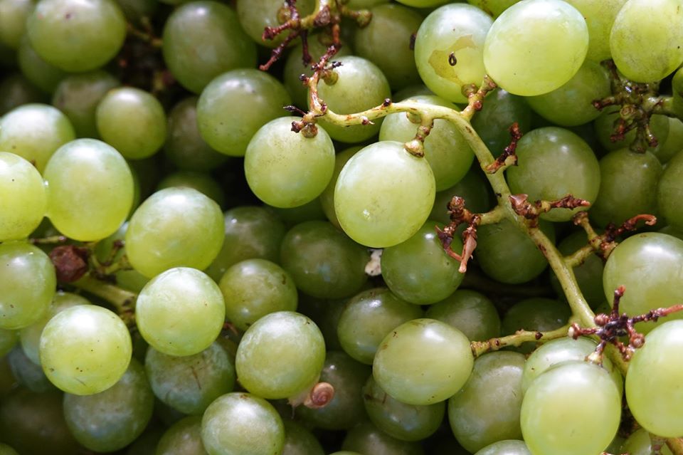 羅德信神父的葡萄