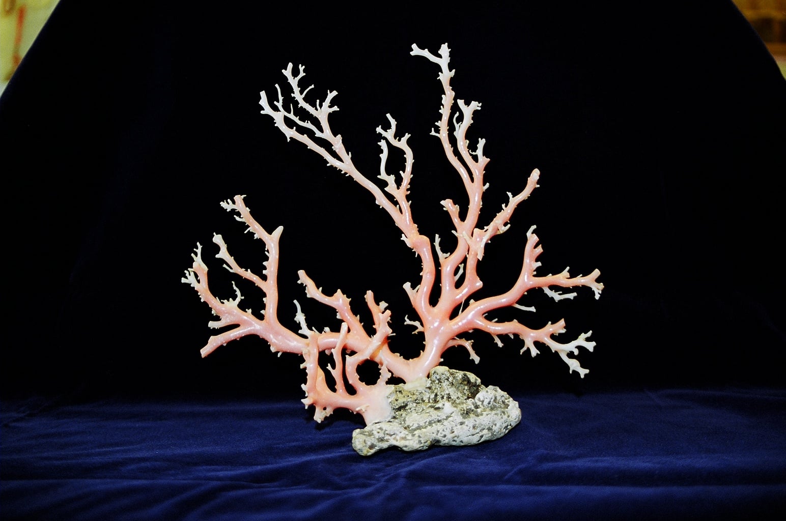 珊瑚寶樹魚龍守：外塹的傳說故事