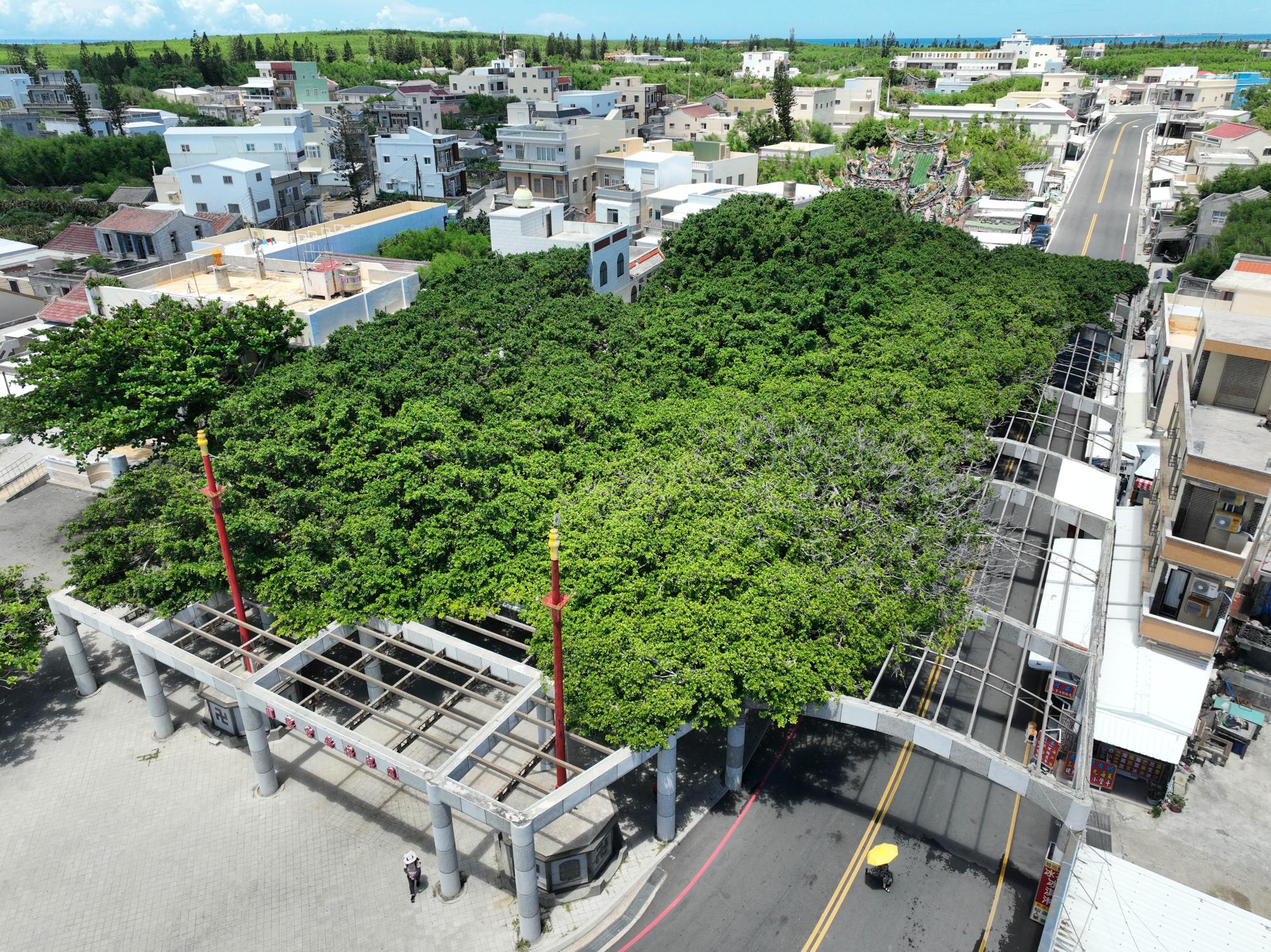 2023通梁古榕記錄