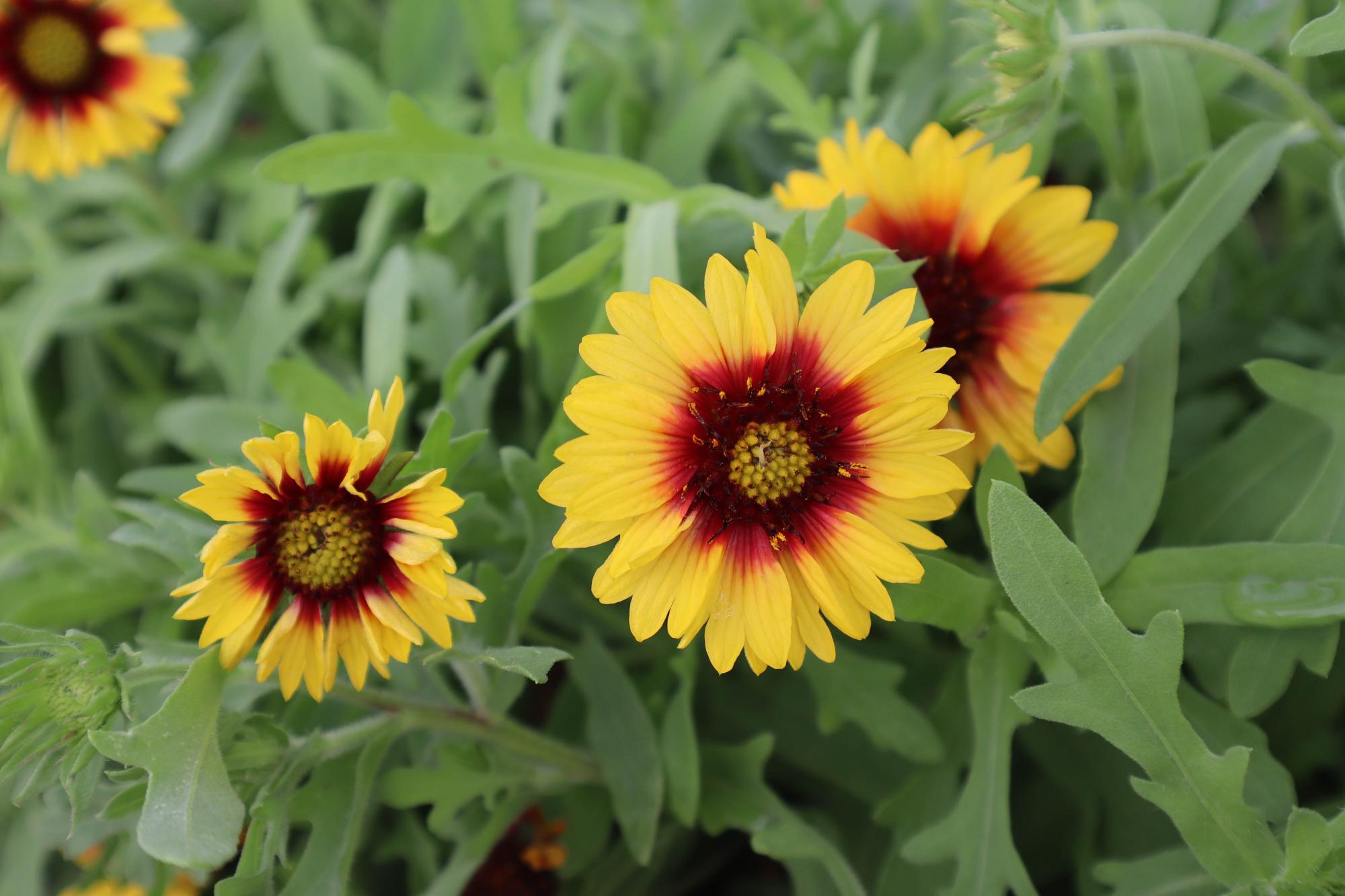 2024西衛里天人菊記錄