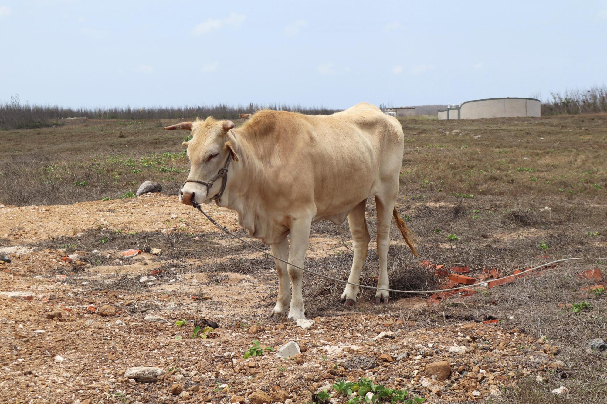 2024龍門村牛隻記錄