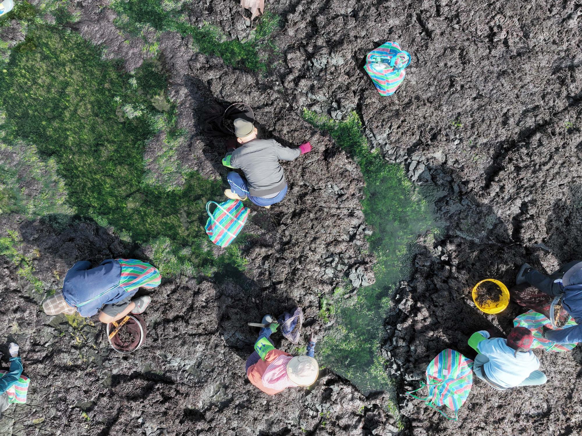 2024姑婆嶼紫菜採集記錄