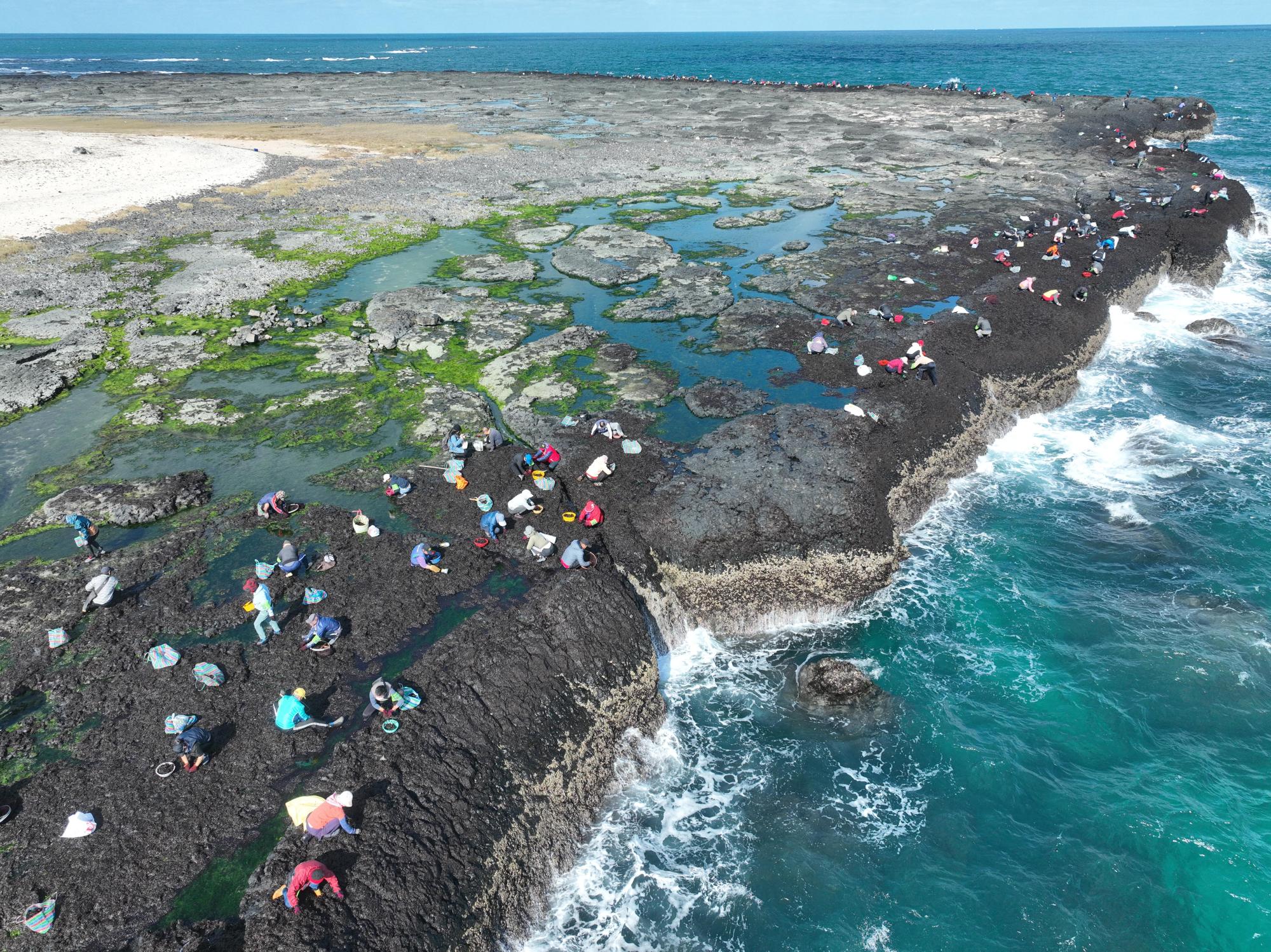 2024姑婆嶼紫菜採集