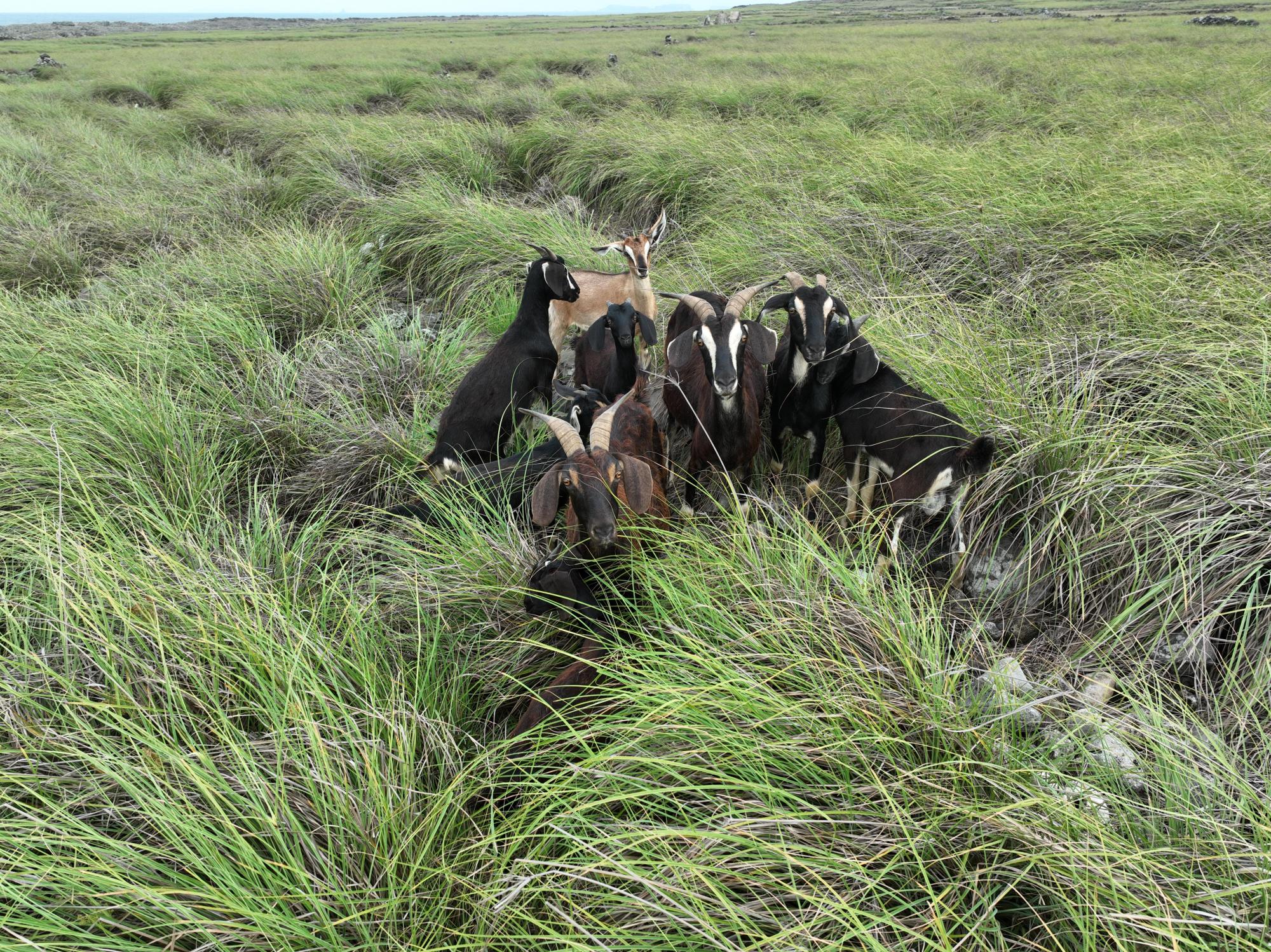 2025西吉羊群記錄