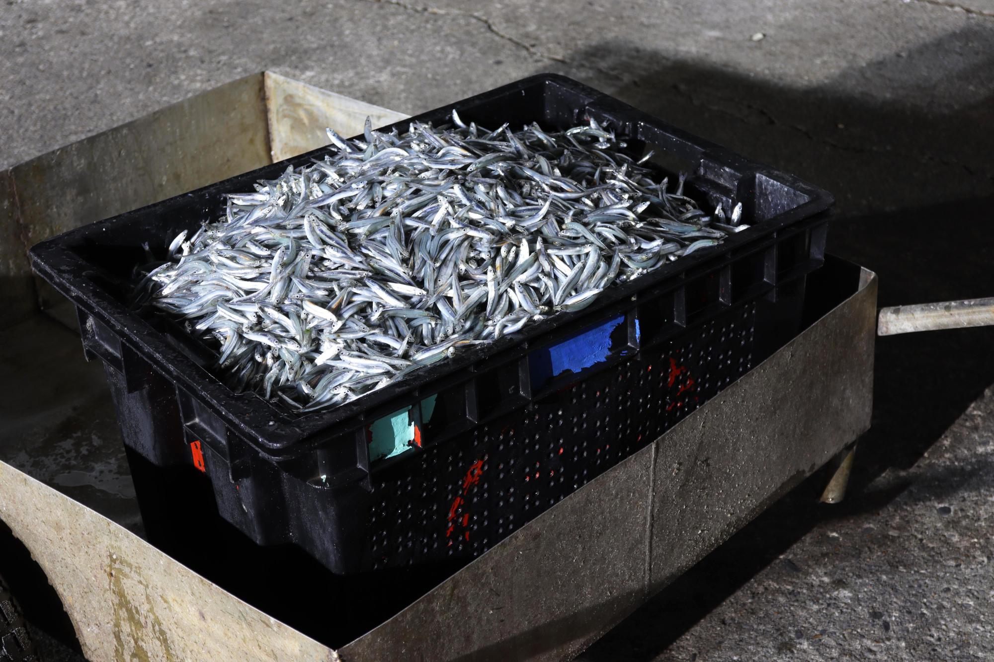 2025赤崁村丁香記錄