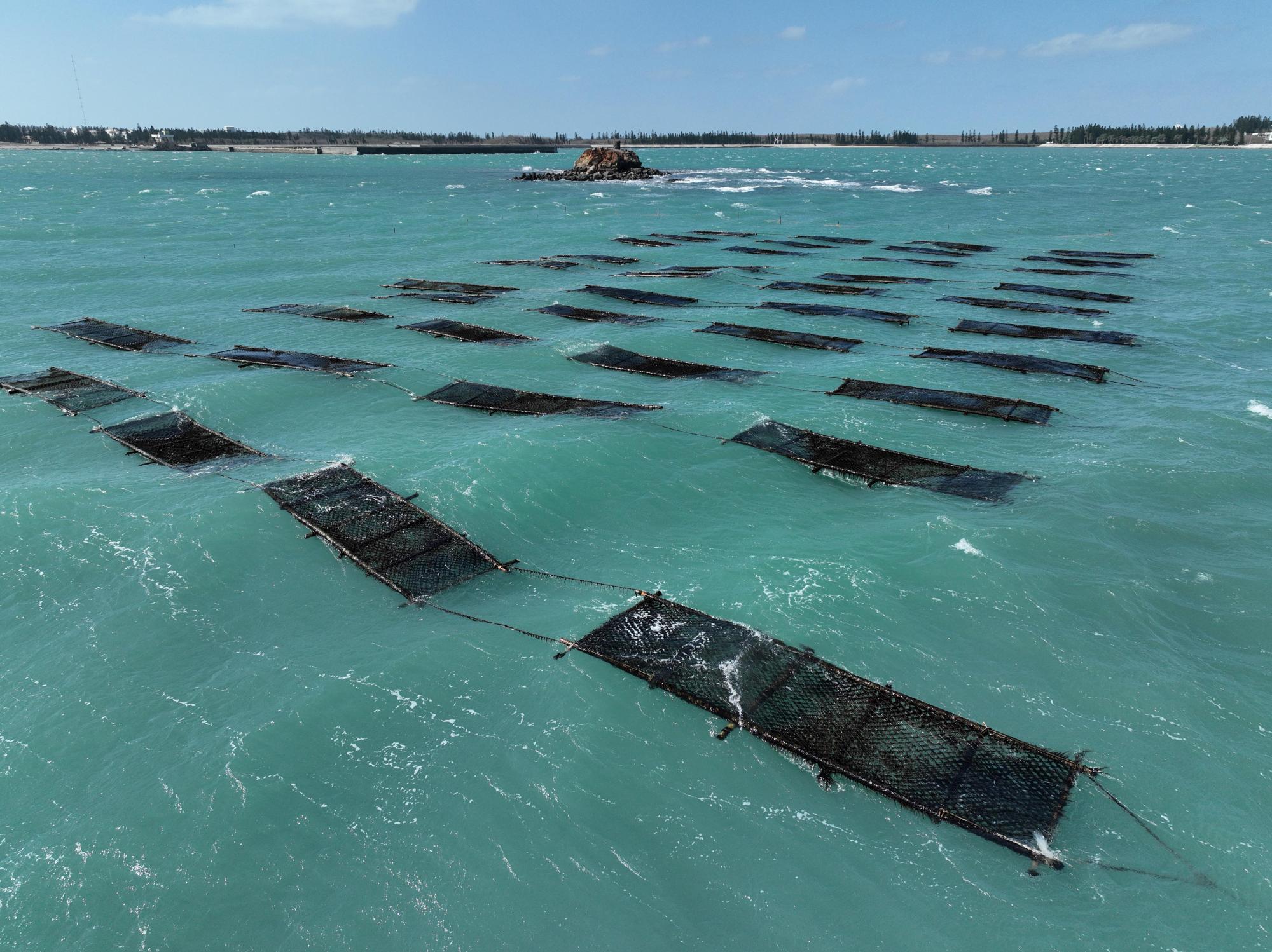 2025紫菜養殖記錄